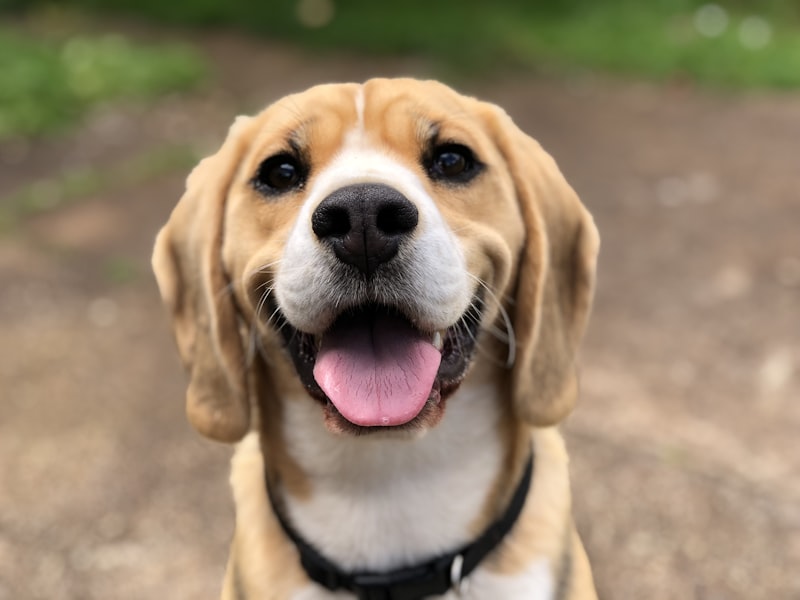 Cute puppy ready for travel