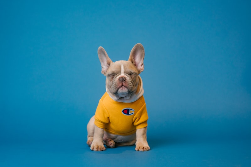 Domestic Pet Relocation